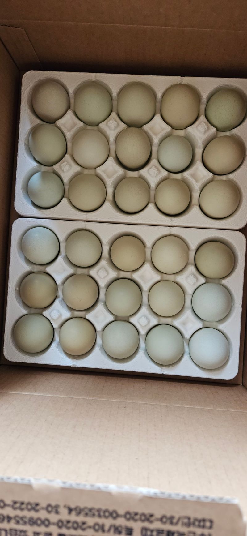 내포베리팜 이경태님의 장터 판매 상품 [청계알(유정란)] 첨부 사진