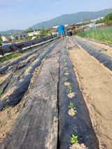 팜모닝 자유주제·자유게시판 게시글 이미지