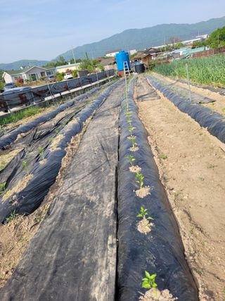 이외숙님의 자유주제 · 자유게시판 작성글 사진