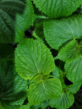 신무곤님의 들깨 · 병해충상담 작성글 사진