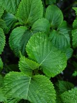 팜모닝 들깨·병해충상담 게시글 이미지