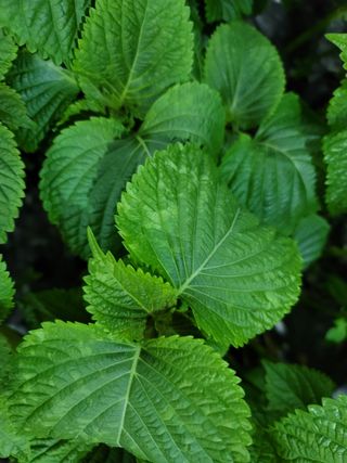 신무곤님의 들깨 · 병해충상담 작성글 사진