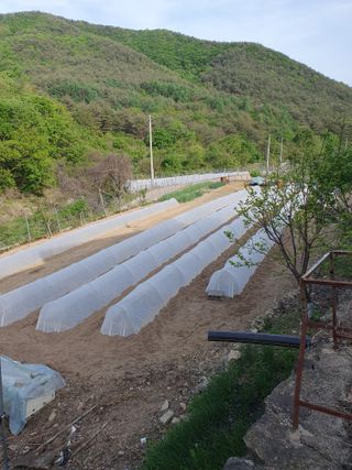 김철원,바람산인님의 고추 · 파종•정식 작성글 사진