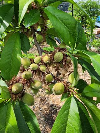 장영환 님의 복숭아 · 영농일지 작성글 사진
