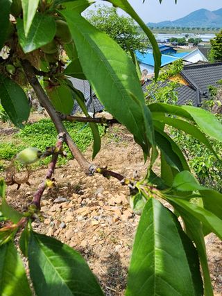 장영환 님의 복숭아 · 영농일지 작성글 사진