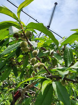 장영환 님의 복숭아 · 영농일지 작성글 사진
