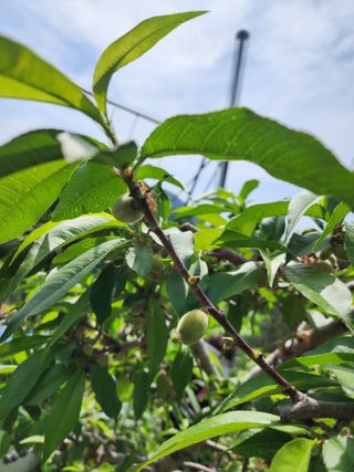 장영환 님의 복숭아 · 영농일지 작성글 사진