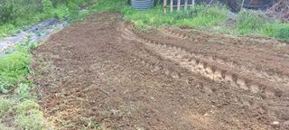 보령 게으른농부님의 옥수수 · 영농일지 작성글 사진