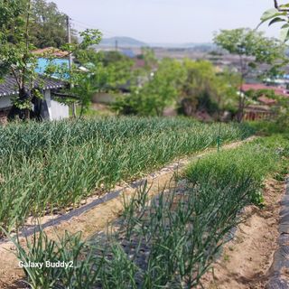 대파6310님의 파 · 영농일지 작성글 사진