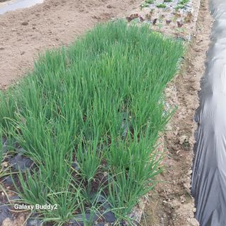 대파6310님의 파 · 영농일지 작성글 사진