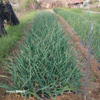 대파6310님의 파 · 영농일지 작성글 사진