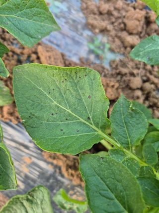 송하영님의 감자 · 병해충상담 작성글 사진