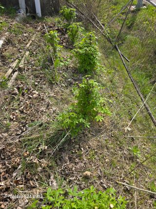 대왕소나무님의 기타작물 · 영농일지 작성글 사진