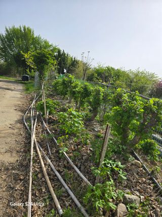 대왕소나무님의 기타작물 · 영농일지 작성글 사진