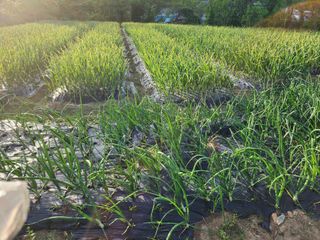 부여.김미경님의 자유주제 · 사진전 작성글 사진