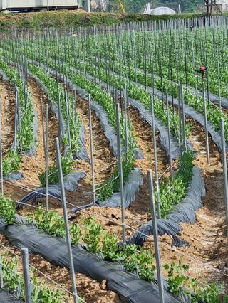 콩나라최여순님의 콩 · 자유게시판 작성글 사진