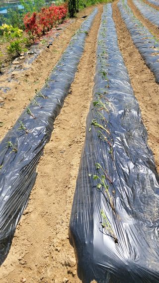 신도용님의 고구마 · 영농일지 작성글 사진