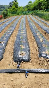 팜모닝 고추·영농일지 게시글 이미지