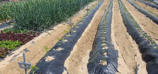 박상중님의 그곳에서 농사하게 된 계기는? · 참여글 작성글 사진