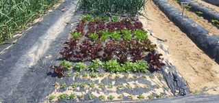 박상중님의 그곳에서 농사하게 된 계기는? · 참여글 작성글 사진