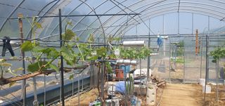 박상중님의 그곳에서 농사하게 된 계기는? · 참여글 작성글 사진