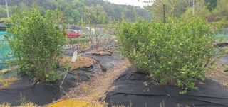 박상중님의 그곳에서 농사하게 된 계기는? · 참여글 작성글 사진