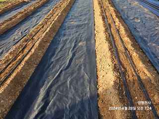 프로님의 고추 · 영농일지 작성글 사진