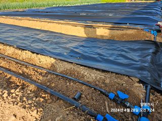 프로님의 고추 · 영농일지 작성글 사진