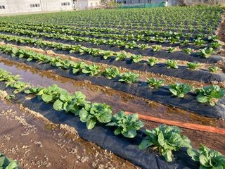 매실22058님의 자유주제 · 자유게시판 작성글 사진