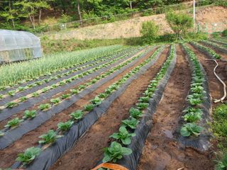 매실22058님의 자유주제 · 자유게시판 작성글 사진