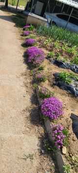 팜모닝 자유주제·자유게시판 게시글 이미지