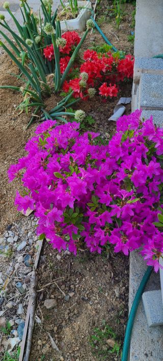 (천지산)님의 자유주제 · 자유게시판 작성글 사진