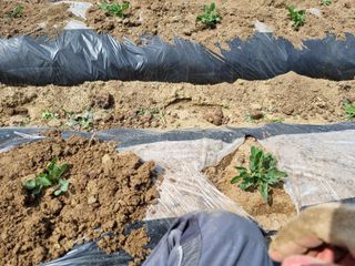 그린1505님의 콩 · 영농일지 작성글 사진