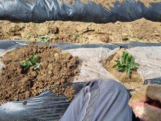 그린1505님의 콩 · 영농일지 작성글 사진