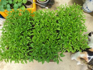 안씨농원님의 고추 · 파종•정식 작성글 사진