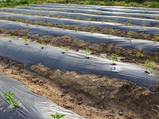 안씨농원님의 고추 · 파종•정식 작성글 사진