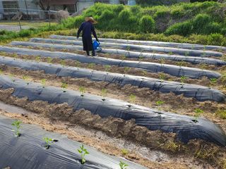 안씨농원님의 고추 · 파종•정식 작성글 사진