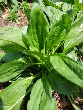 차민주님의 옥수수 · 영농일지 작성글 사진