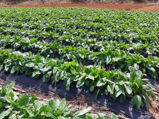 차민주님의 옥수수 · 영농일지 작성글 사진