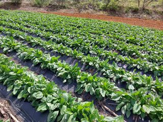 차민주님의 옥수수 · 영농일지 작성글 사진