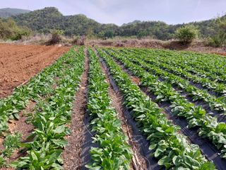 차민주님의 옥수수 · 영농일지 작성글 사진