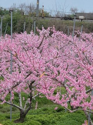 모민숙님의 그곳에서 농사하게 된 계기는? · 참여글 작성글 사진