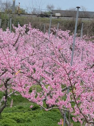 모민숙님의 그곳에서 농사하게 된 계기는? · 참여글 작성글 사진