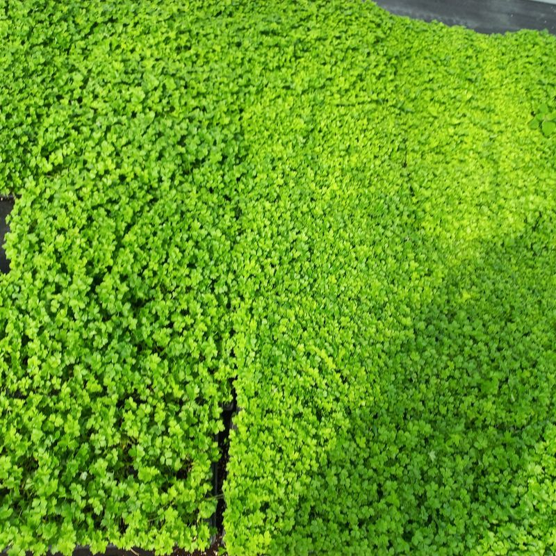 장터 상품 [파드득모종 100개] 썸네일