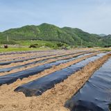 팜모닝 자유주제·자유게시판 게시글 이미지