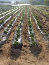 팜모닝 감자·영농일지 게시글 이미지