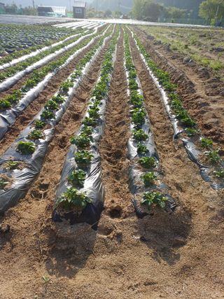 박영선님의 감자 · 영농일지 작성글 사진