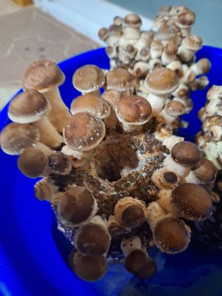 욕심내지말자님의 복숭아 · 자유게시판 작성글 사진