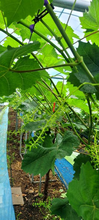 서대산향수님의 포도 · 영농일지 작성글 사진