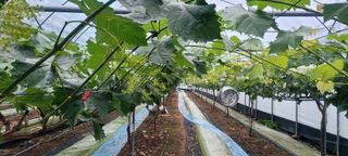 서대산향수님의 포도 · 영농일지 작성글 사진